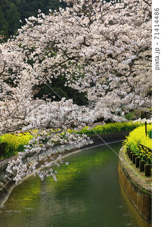 山科疎水(琵琶湖疎水) 桜と菜の花  71414486