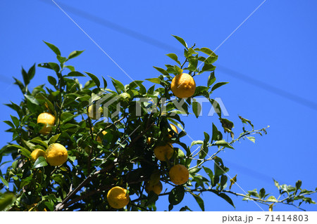 熟しはじめた柚子 71414803