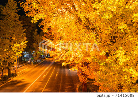 《東京都》甲州街道のイチョウ並木・八王子 71415088