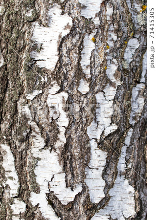 White bark on a birch tree as background White bark on a birch tree as background 71415305