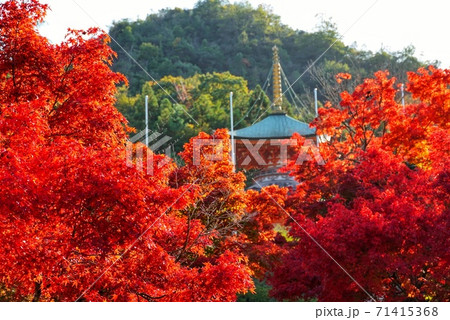 明王院の紅葉 明王院の紅葉 71415368