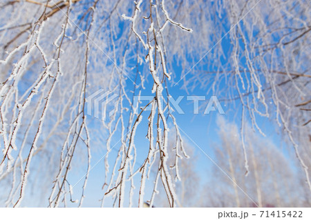 Frozen branches on a tree against a blue sky 71415422