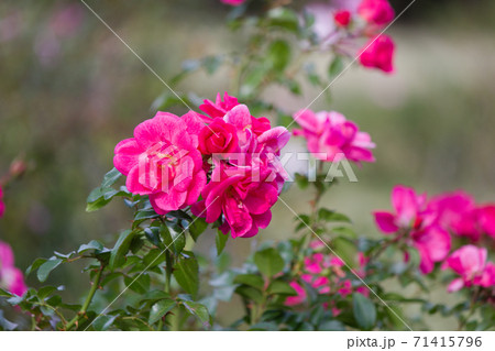 桃色薔薇の花。秋に咲く薔薇 71415796