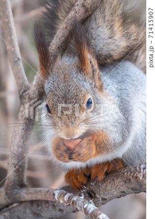 The squirrel with nut sits on tree in the winter or late autumn 71415907