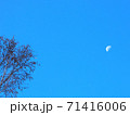 青空と月に樹木 71416006