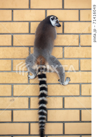 Lemur hangs on a brick wall Lemur hangs on a brick wall 71416049