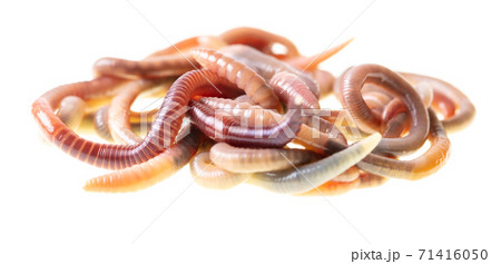 Earthworms isolated on a white 71416050