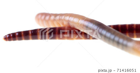 Earthworm isolated on a white background. 71416051