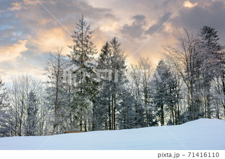 winter scenery at dawn. trees on snow covered meadow beneath a sky with clouds in colorful light 71416110