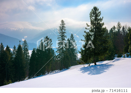 spruce forest on the snow covered hill. beautiful winter landscape in mountains. distant ridge in fog and clouds. carpathian countryside morning spruce forest on the snow covered hill. beautiful winter landscape in mountains. distant ridge in fog and clouds. carpathian countryside morning 71416111