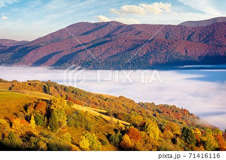 rural landscape in autumn season. foggy valley in morning light. trees in colorful foliage. sunny weather. beautiful countryside of carpathian mountains in ukraine 71416116
