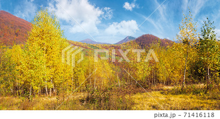 yellow autumnal landscape in mountains. beautiful nature scenery with beech forest in yellow foliage. warm sunny weather beneath a blue sky. carpathian countryside yellow autumnal landscape in mountains. beautiful nature scenery with beech forest in yellow foliage. warm sunny weather beneath a blue sky. carpathian countryside 71416118