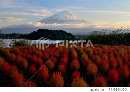富士山と紅葉のコキア 富士山と紅葉のコキア 71416190