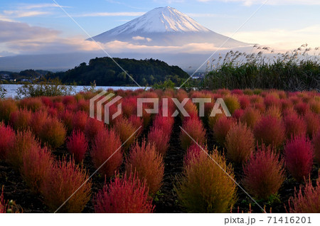 富士山と紅葉のコキア 71416201