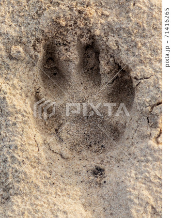 Close-up footprint of a dog on the ground 71416265