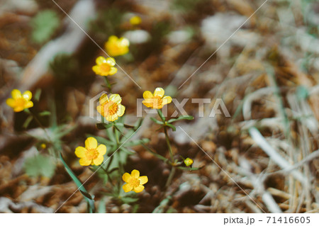 the first flowers bloom in spring 71416605