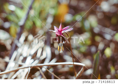 the first flowers bloom in spring the first flowers bloom in spring 71416613