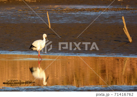 「わたし綺麗?」水鏡に映るコウノトリ 「わたし綺麗?」水鏡に映るコウノトリ 71416762