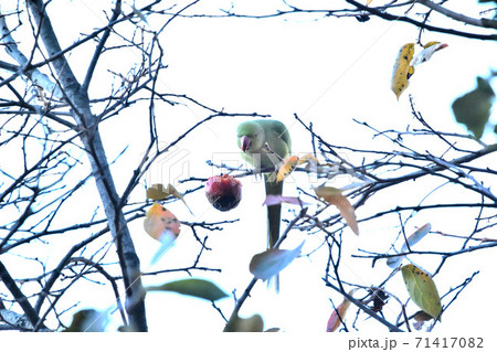 都市公園のワカケホンセイインコ 都市公園のワカケホンセイインコ 71417082