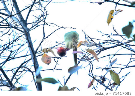 都市公園のワカケホンセイインコ 71417085