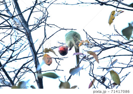 都市公園のワカケホンセイインコ 都市公園のワカケホンセイインコ 71417086