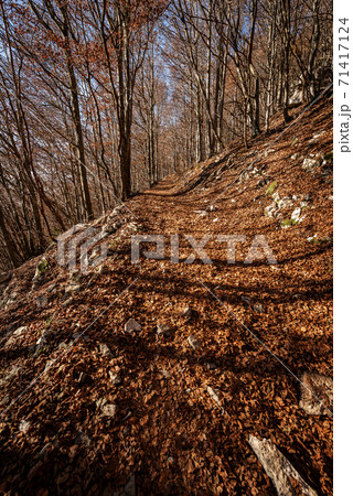 Footpath in Autumn in Italian Alps - Corno d'Aquilio in Lessinia Plateau 71417124