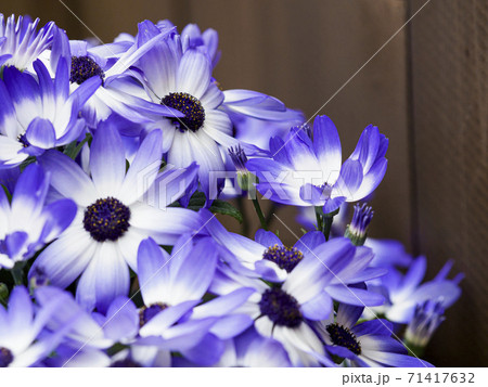 サイネリア（紫×白）クローズアップ 71417632