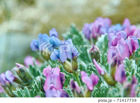 Oxytropis anertii 71417739