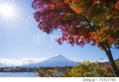 富士山 紅葉 河口湖 2020年11月 富士山 紅葉 河口湖 2020年11月 71417783
