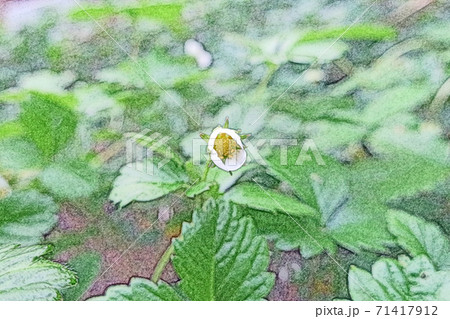 朝日を浴びて生き生きと成長している 一輪の白い花「ワイルドストロベリー」色鉛筆画風 71417912