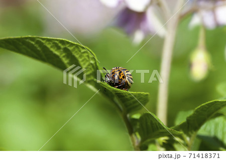 potatoes that are eaten by the Colorado potato pest potatoes that are eaten by the Colorado potato pest 71418371