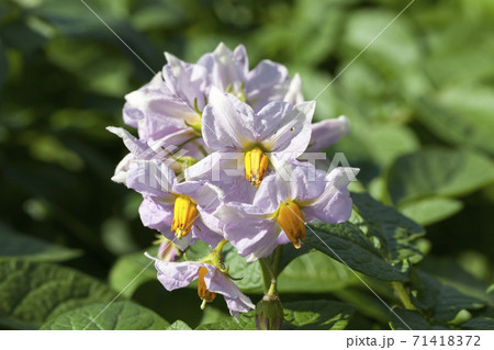 varieties of potato plants 71418372
