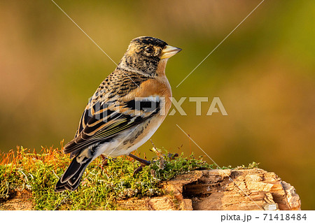 Male brambling sitting on a branch covered with green moss in autumn nature 71418484