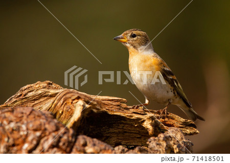Female brambling sitting on tree stump on a sunny spring day. Female brambling sitting on tree stump on a sunny spring day. 71418501