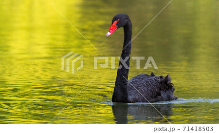 Black swan swimming forward on a lake in sunny summer nature. Black swan swimming forward on a lake in sunny summer nature. 71418503