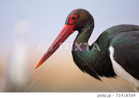 Portrait of wet black stork with water droplets on dark plumage in wetland Portrait of wet black stork with water droplets on dark plumage in wetland 71418504