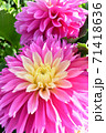 フューシャ―ピンクとイエローのダリア 71418636