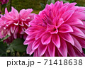 赤紫のダリア 71418638