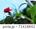 空を見上げる赤い薔薇 71418642