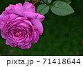 紫の薔薇 71418644