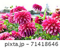 ダリア畑の赤紫のダリア 71418646