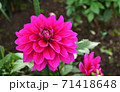 マゼンダ色のダリア 71418648
