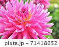 濃いピンクのダリア 71418652