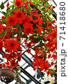 真っ赤なベゴニア 71418680