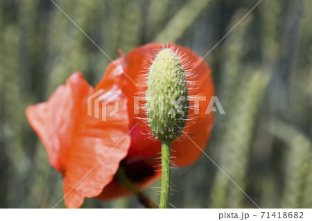 harvest of quality products and poppy weeds 71418682