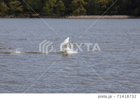white common Swan in spring 71418732