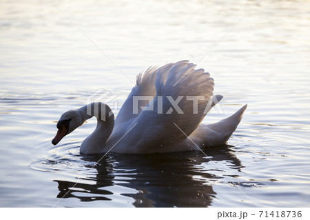 white Swan floating in the wild 71418736