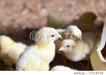 young meat chicken chicks 71418756