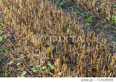 Mature yellowed cereals 71418989