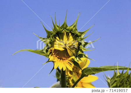 yellow annual sunflower yellow annual sunflower 71419057